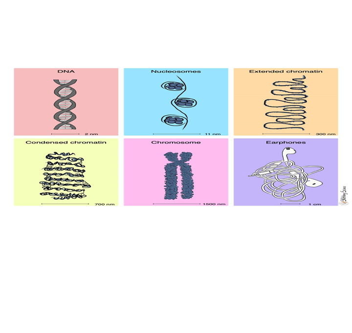 GENETICA (B y D)